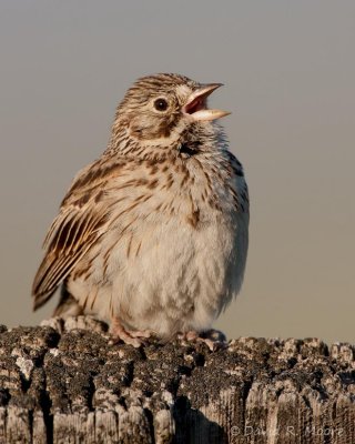 Vesper Sparrow