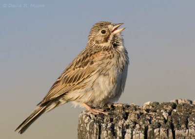 Vesper Sparrow