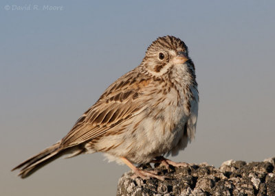 Vesper Sparrow
