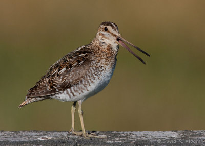 Wilson's Snipe