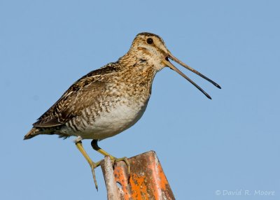 Wilson's Snipe