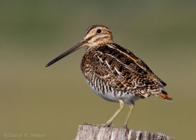 Wilson's Snipe