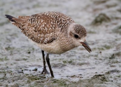 Black-bellied Plover