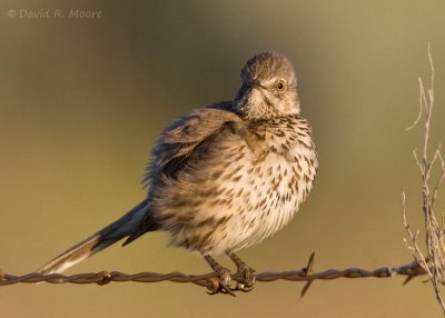 Sage Thrasher