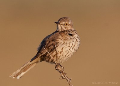 Sage Thrasher
