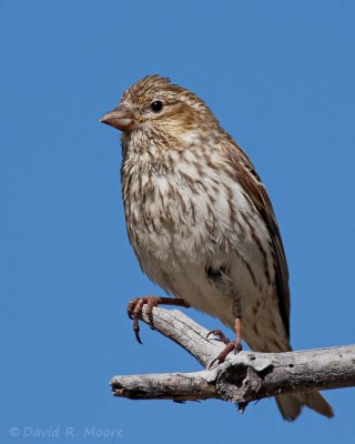Cassin's Finch, female