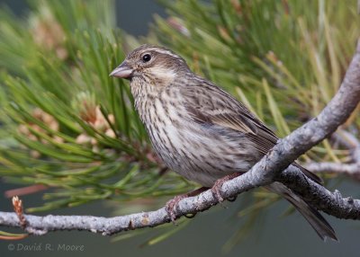 Cassin's Finch, female