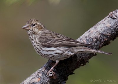 Cassin's Finch, female