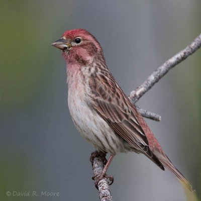 Cassin's Finch, male