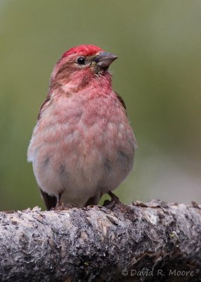 Cassin's Finch, male