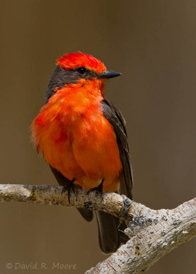Vermilion Flycatcher, male