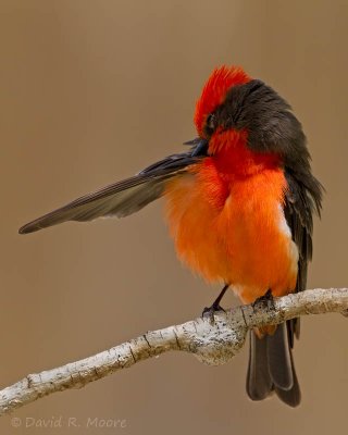 Vermilion Flycatcher, male