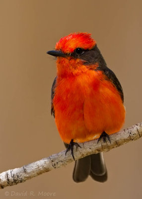 Vermilion Flycatcher, male