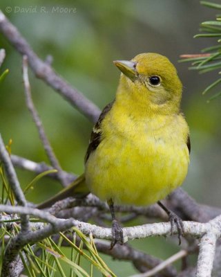 Western Tanager, female
