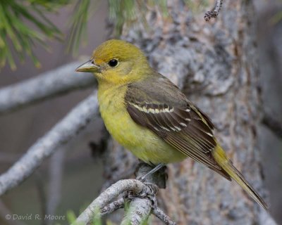 Western Tanager, female