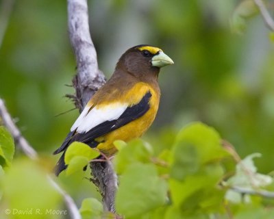 Evening Grosbeak, male
