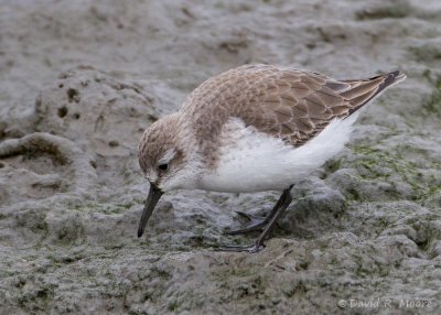 Western Sandpiper