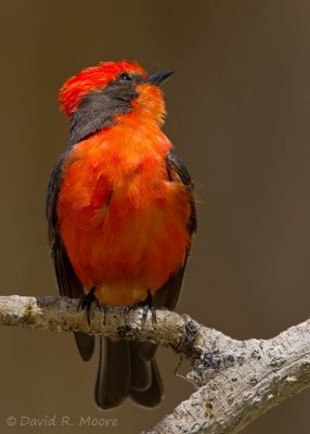 Vermilion Flycatcher, male