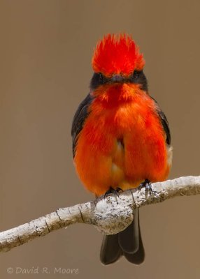 Vermilion Flycatcher, male