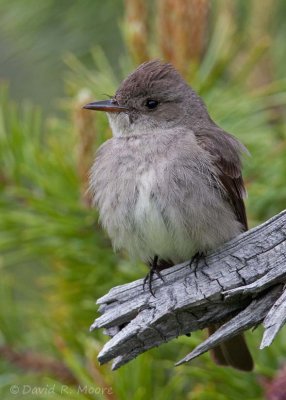 Western Wood-Pewee