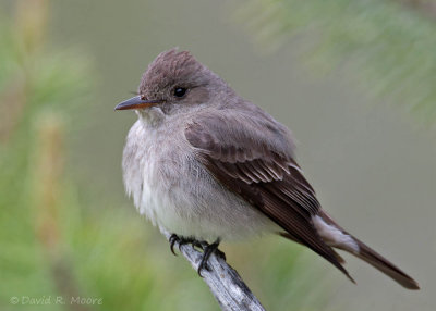Western Wood-Pewee