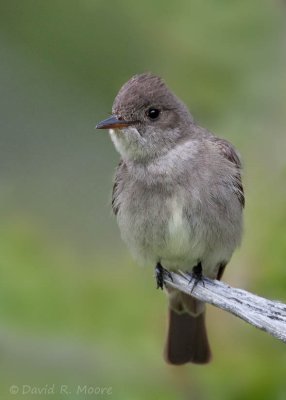 Western Wood-Pewee