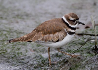 Killdeer