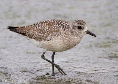 Black-bellied Plover