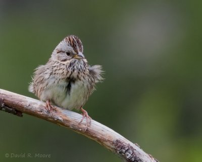 Lincoln Sparrow