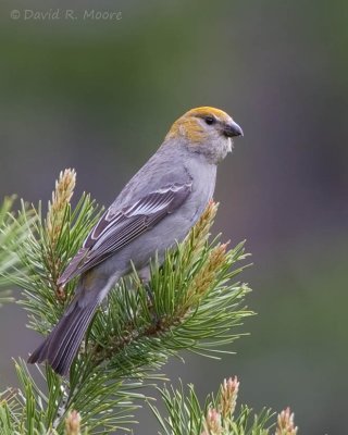 Pine Grosbeak, female