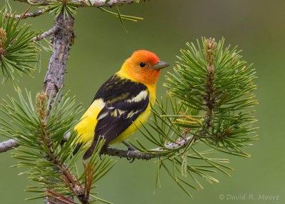 Western Tanager, male