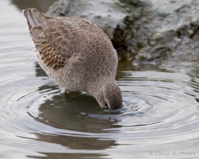 Dowitcher sp.