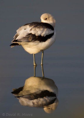 American Avocet