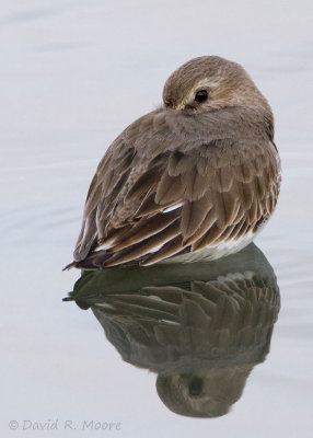 Dunlin