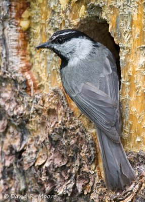 Mountain Chickadee