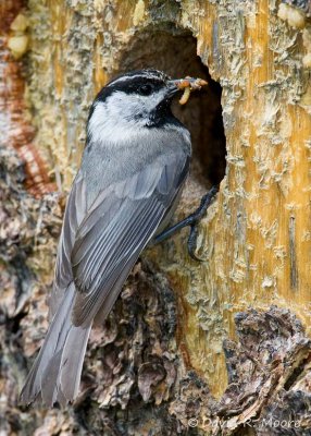 Mountain Chickadee
