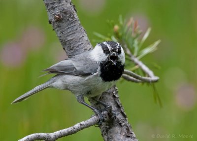 Mountain Chickadee