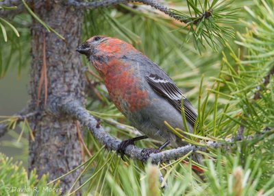 Pine Grosbeak, male