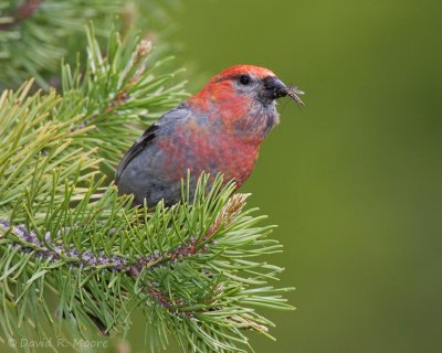 Pine Grosbeak, male