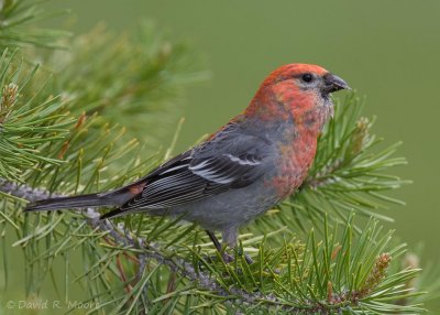 Pine Grosbeak, male