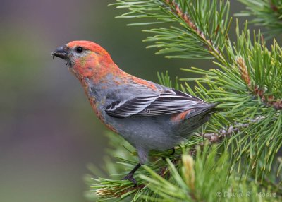 Pine Grosbeak, male