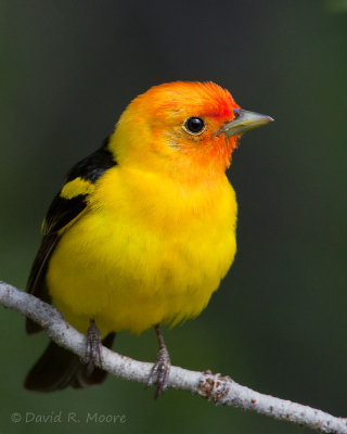 Western Tanager, male