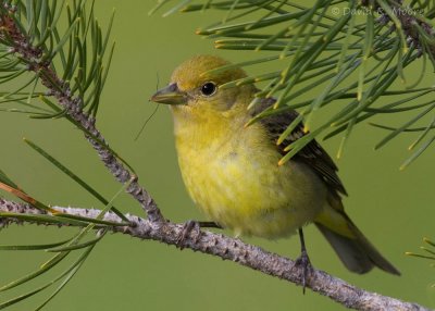 Western Tanager, female