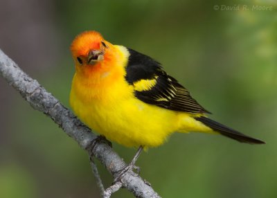 Western Tanager, male