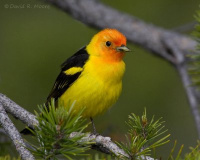Western Tanager, male
