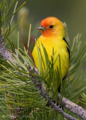 Western Tanager, male