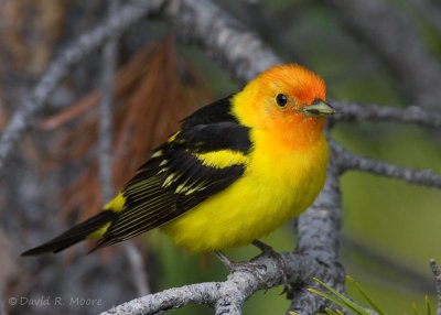 Western Tanager, male