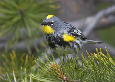 Yellow-rumped Warbler