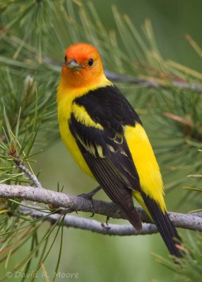 Western Tanager, male
