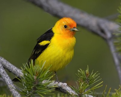 Western Tanager, male